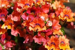 Orange Flower Display